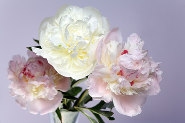 peony flowers on purple background 