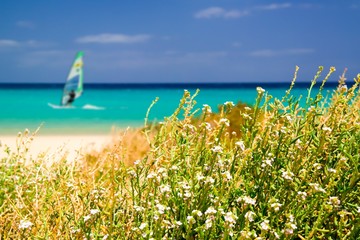 Kleine bloemen en windsurfer op een strand van Fuerteventura