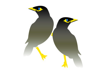 Mynah Birds