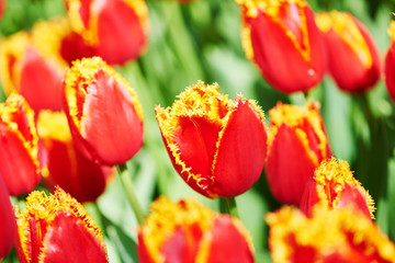 tulip flowers on field 