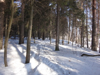 Зимний лес в солнечный день