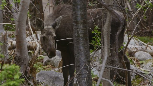 Young Moose Grazes in Quiet Forest - Cranked FPS