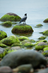 Crow sitting on the rock overgrown with seaweed