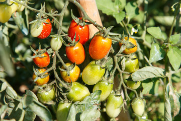 tomatoes in plant