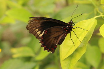 Golden striped black 