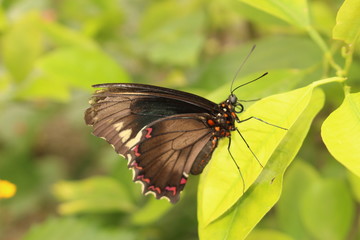 Golden striped black 