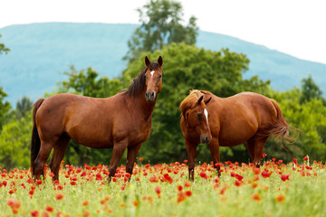 2 Fuchsstuten im Mohn