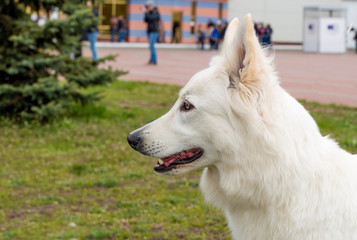 Obraz premium White Shepherd portrait. The White Shepherd is in the park on the grass.