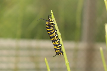 Yellow, black and white striped 