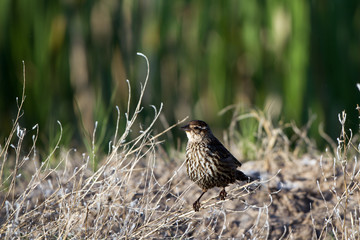 Female Yellow-headed Blackbird near her nest in southern Colorado