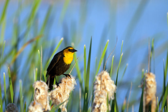 Yellow-headed Blackbird on a cattail in Alamosa National Wildlife Refuge in Colorado