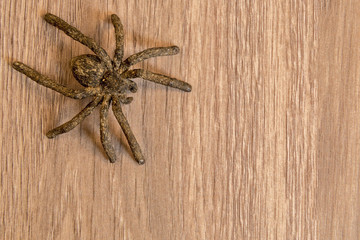Spider