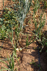 onion grow