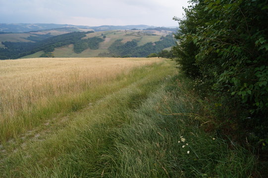 Campos de trigales en campi&ntilde;a italiana