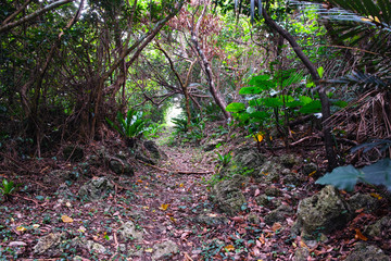 南国のジャングルの中の小道
