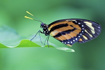 Tiger longwing butterfly dorsal view