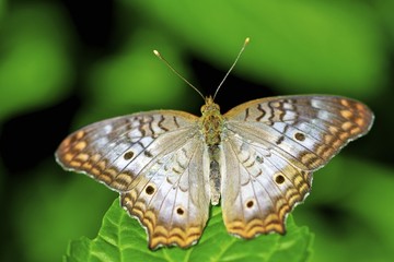 Anartia jatrophae dorsal view, Jamaican white peacock