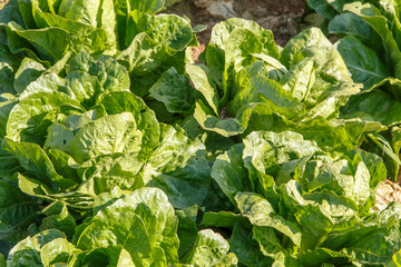 Fototapeta premium lettuce salad growed