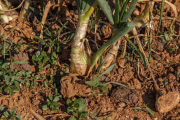 onion grow