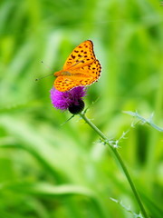 ヒョウモンチョウ