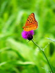 ヒョウモンチョウ