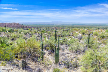 blooming cactus  in the desert with blue sky