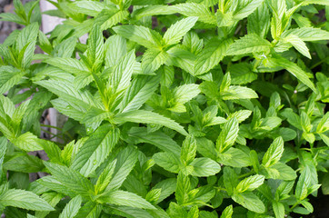 Fresh mint leaves in garden