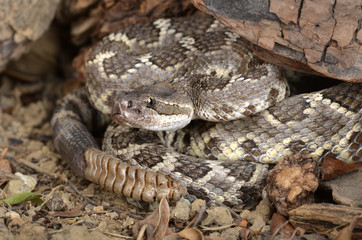 Fototapeta premium Portrait of a Southern Pacific Rattlesnake 