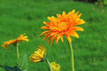 Flower of Gerbera