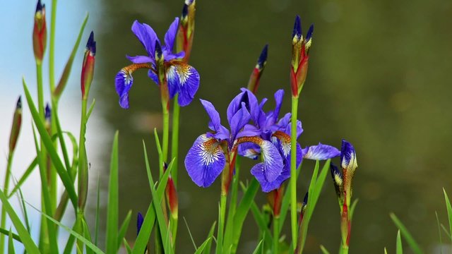 Wild Iris In A Pond