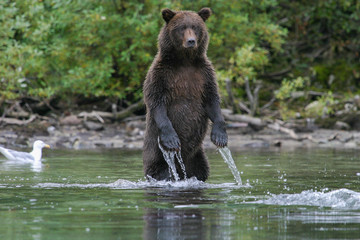 bear standing up fishing for salmon in an alaskan stream