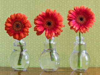 Three Colorful Daisy Flowers In Individual Vases