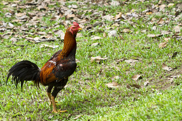 Thai gamecock