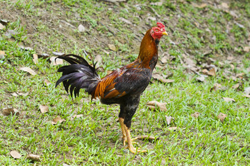 Thai gamecock