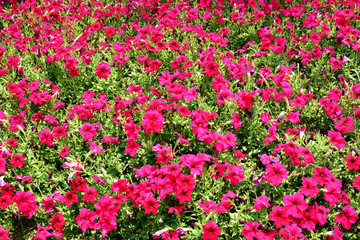 Fototapeta premium The flowers bloom in fine weather 