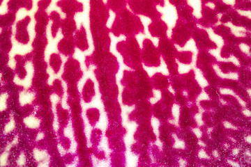 Orchid flowers texture,Petal texture