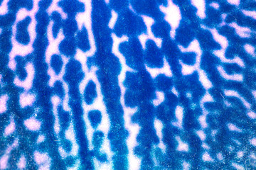 Orchid flowers texture,Petal texture