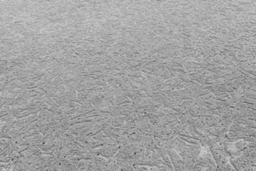 Horizontal landscape hole of Ocypode ceratophthalma crab on a sa