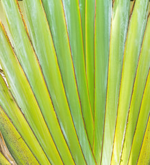 Close up – pattern of (Traveller's- tree ) Ravenala madagascar