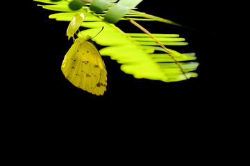 Common grass yellow butterfly leaves the cocoon on black backgro