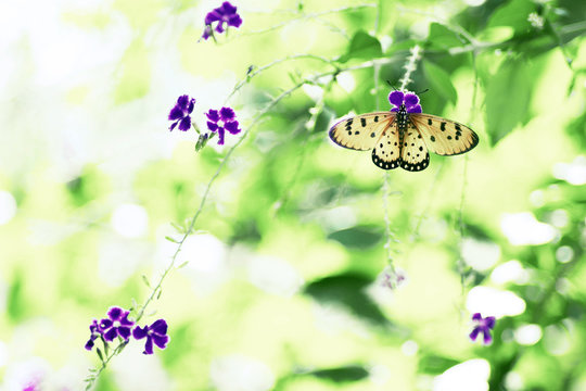 Beautiful nature background Butterfly on violet flower, soft foc