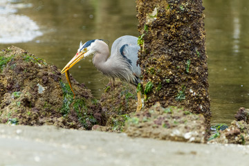 Great Blue Heron Hunting in Eelbed