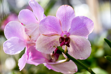 Naklejka na ściany i meble Beautiful orchids flower.