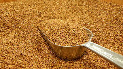 Iron scoop in buckwheat groats closeup