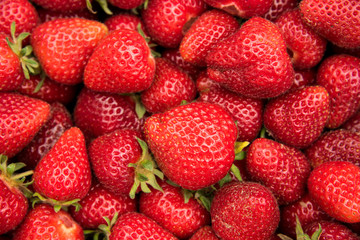 Freshly picked strawberries for healthy living
