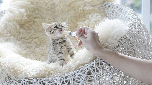 Asian woman feeding a kitten