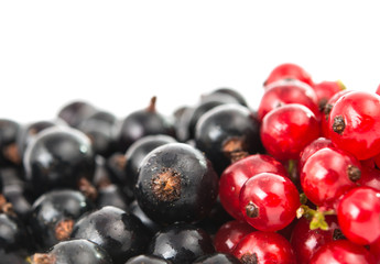 currants