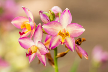 Fototapeta na wymiar Beautiful orchids flower.