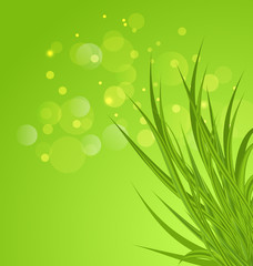 Spring background background with green grass