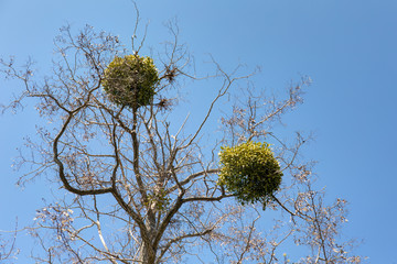 mistletoe
